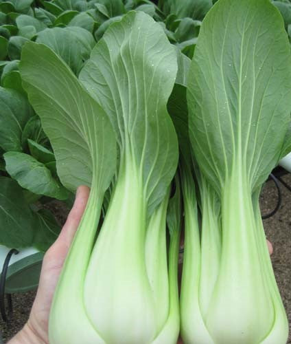 PAK CHOI / BOK CHOI Miyako F1 Hybrid 30 Seeds