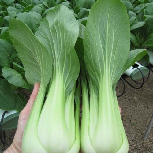 PAK CHOI / BOK CHOI Miyako F1 Hybrid 30 Seeds